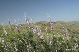 Chino Hills State Park - Bush Lupin