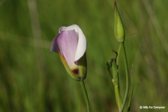 Congress Allow Conservation Dollars to Sunset