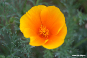 California Poppy