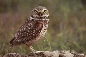 Burrowing Owl