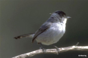 California Gnatcatcher