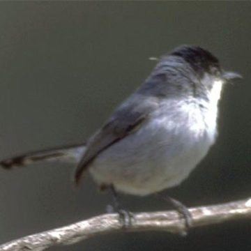 Protections Upheld for Gnatcatcher