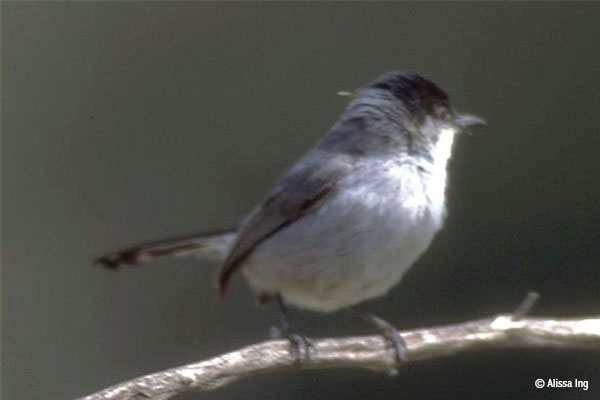 Protections Upheld for Gnatcatcher