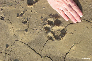 Coal Canyon - Cougar Track