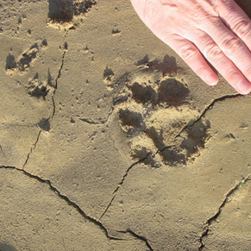 Mountain Lion Dies on Freeway