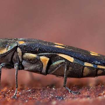 ALERT: Gold Spotted Oak Borer in OC