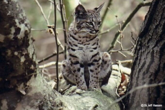 Bobcats A Little Safer