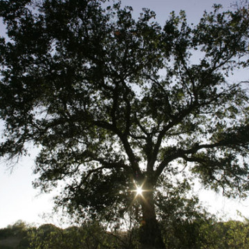 Trees Under Attack By Tiny, But Deadly Pests