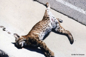 Roadkill - Bobcat