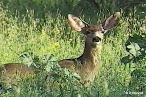Mule Deer
