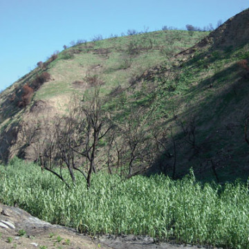 Carbon Creek Restoration