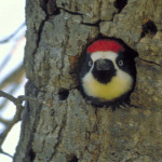 Woodpecker