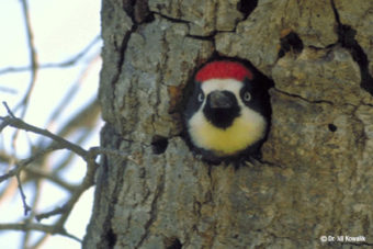Bird Presentation – 9/27