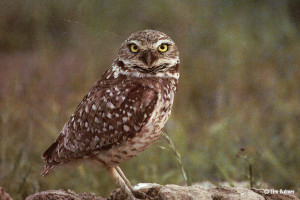 Burrowing Owl