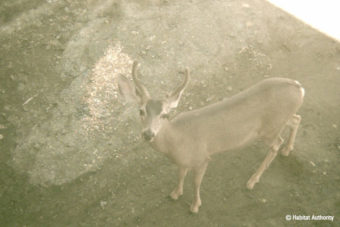 Animal Overpasses