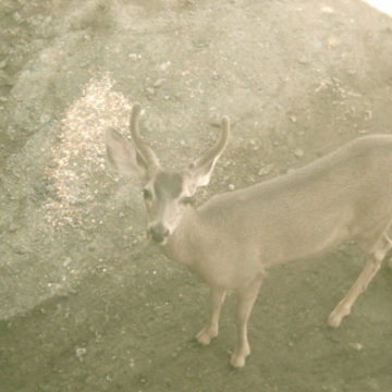 Animal Overpasses