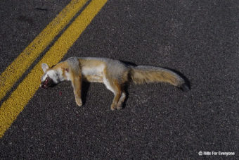 Wildlife Safe Crossings