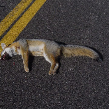 Road Re-Opening, Watch for Wildlife