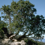 Tecate Cypress