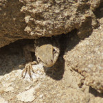 Lizards