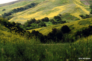 Wildlife Corridor Restoration