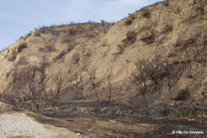 Arundo donax - 2 weeks post fire - 6 inch stalks growing