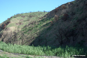 Arundo donax - 10 weeks post fire - 3 foot stalks growing