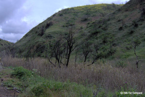 Arundo donax - 16 months post fire - 4 foot stalks dying