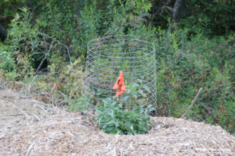 Progress in Powder Canyon