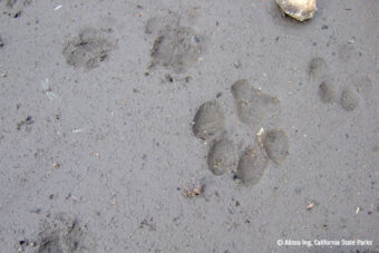 HFE Supports Wildlife Corridor Language in Legislation
