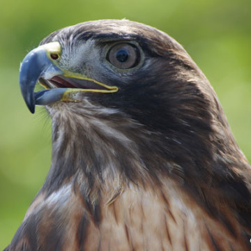 Great Backyard Bird Count Feb. 17th