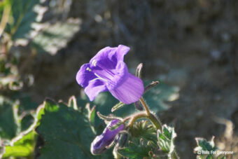 Spring Equinox