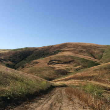 Mountain Lion Spotted in Park