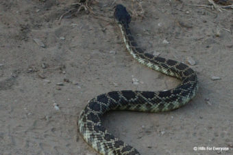 Rattlesnake Season Begins