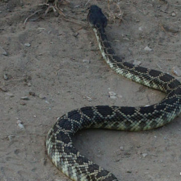 Rattlesnake Season Begins