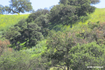 Sudden Oak Death