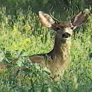 Likelihood of Colliding Your Car with a Deer