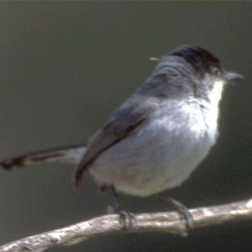 Feds Keep California Gnatcatcher Listed as Threatened