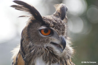 Falcons Used to Scare Away Other Birds