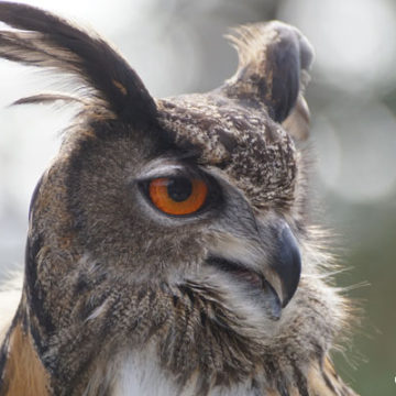 Falcons Used to Scare Away Other Birds