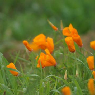 Chino Hills State Park Tour