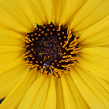 Drought/Wildfires Improve Wildflowers