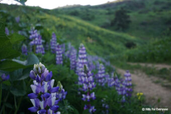 Worsham Canyon in Full Bloom