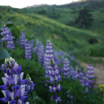 Worsham Canyon in Full Bloom