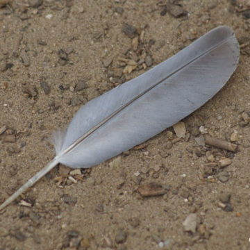 Photos from Chino Hills State Park