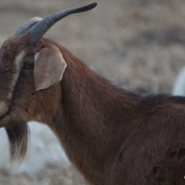 Goats Reduce Fire Risk