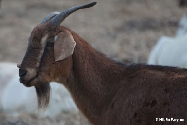 Goats Reduce Fire Risk