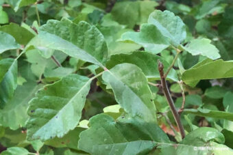 Poison Oak is Out