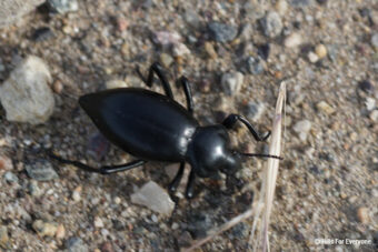 Stink Beetle
