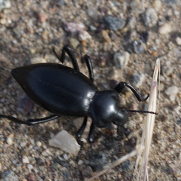 Stink Beetle